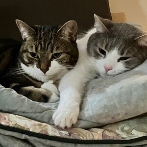 Meet your Posher, Joan and my cats Daisy & Dewey!